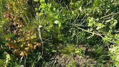 120 ekar har kapats eller sågat av längs med Säterivägen i Eslöv.