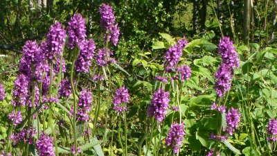 Humlesugan har lila blommor och är mycket uppskattad av humlor och fjärilar och har därför stor ekologisk betydelse