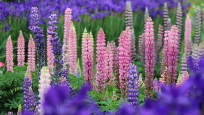 Lupin klassas som invasiv art och utgör ett hot mot vår inhemska flora.