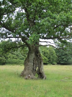Naturbetesmark i Östra Strö fälad. Här finns höga botaniska värden och denna gamla döende ek. Trädet är mycket värdefullt för naturvården.