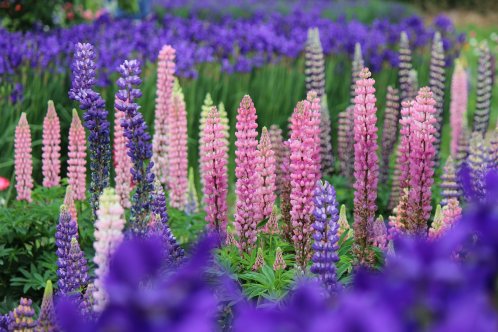 Lupin klassas som invasiv art och utgör ett hot mot vår inhemska flora.